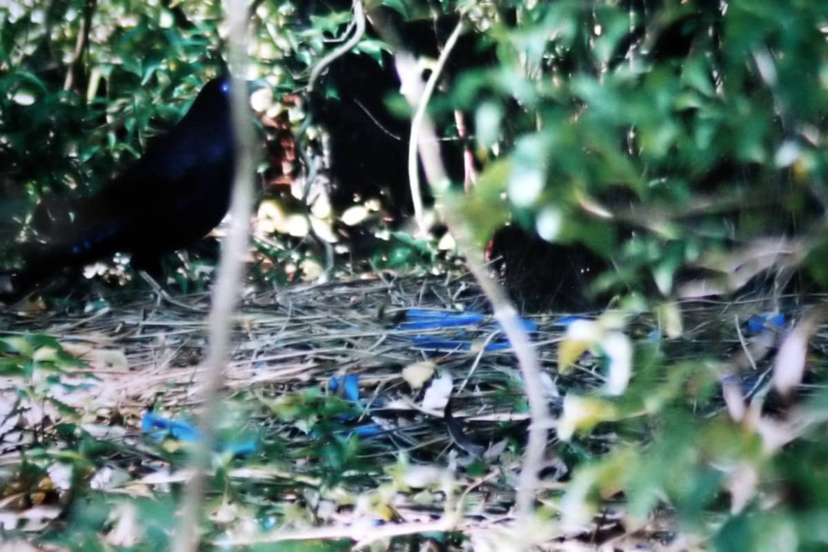 Maschio adulto di uccello giardiniere satinato presso il suo pergolato decorato con oggetti blu
