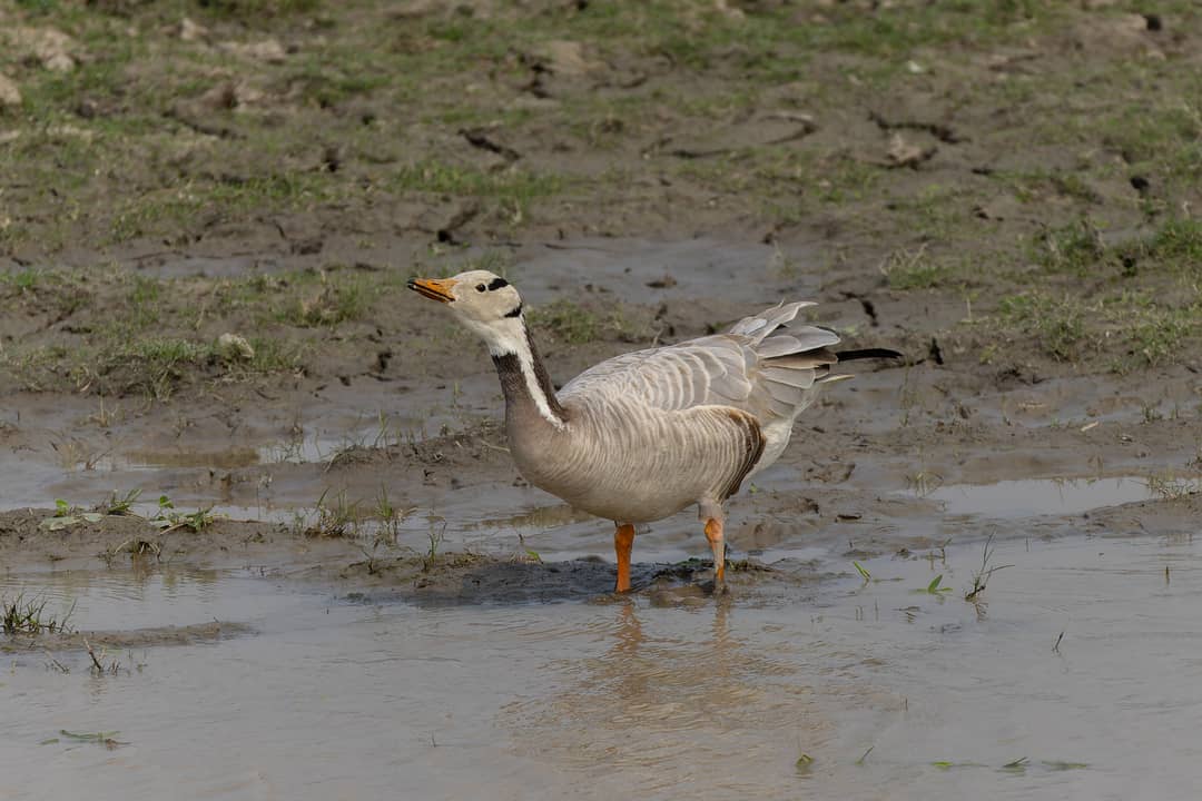 Oca testa di barra in acqua nel Parco nazionale di Kaziranga, India