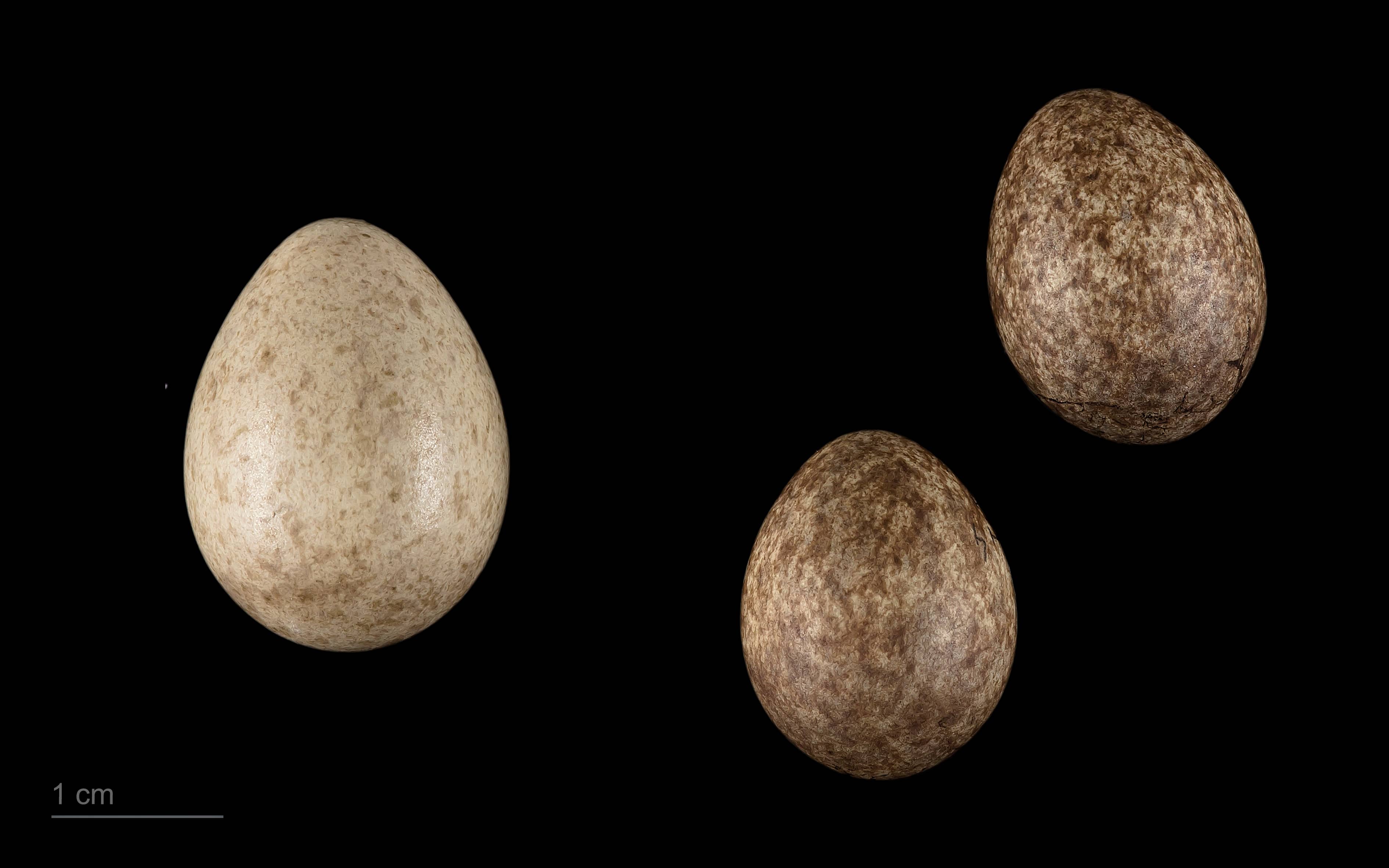 Esemplare di cuculo comune, Cuculus canorus, con il piumaggio striato