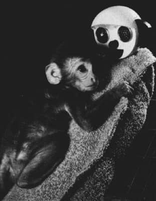Un cucciolo di macaco abbraccia la madre di stoffa durante il test di paura di Harlow