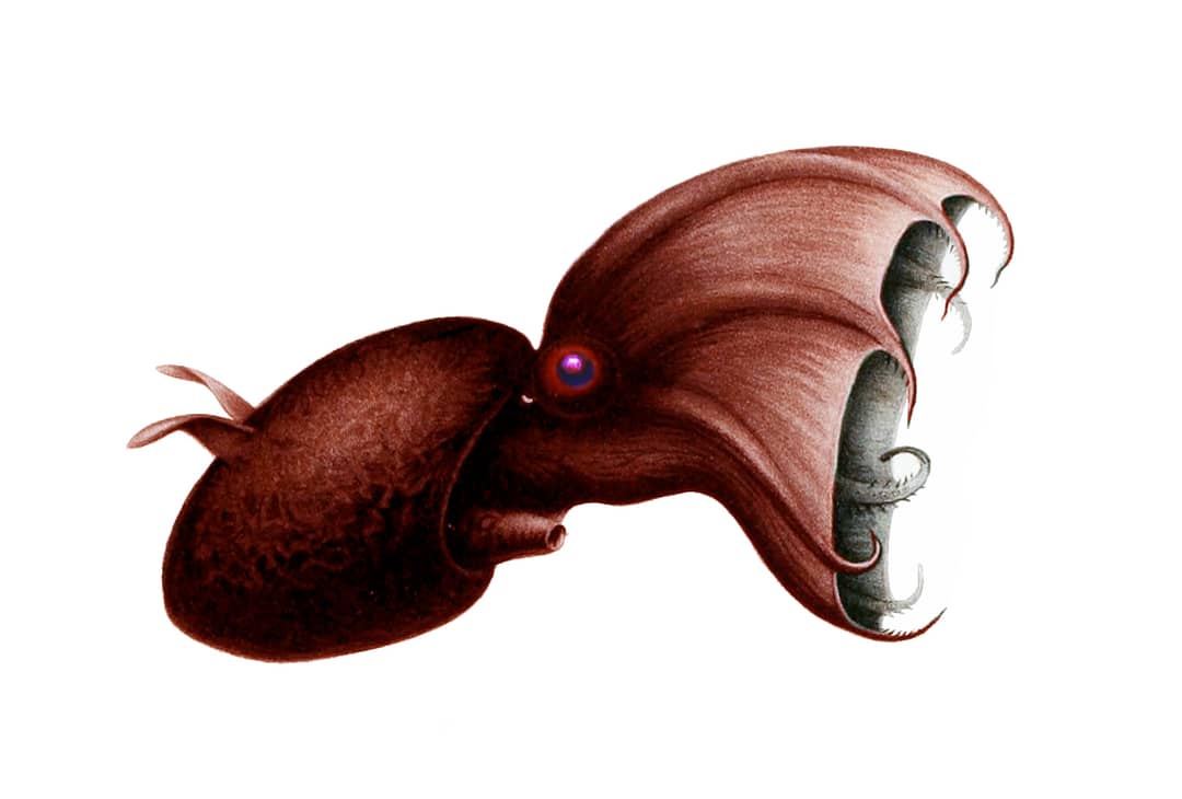 Disegno scientifico originale di Carl Chun del 1910 di Vampyroteuthis infernalis con bracci e membrana