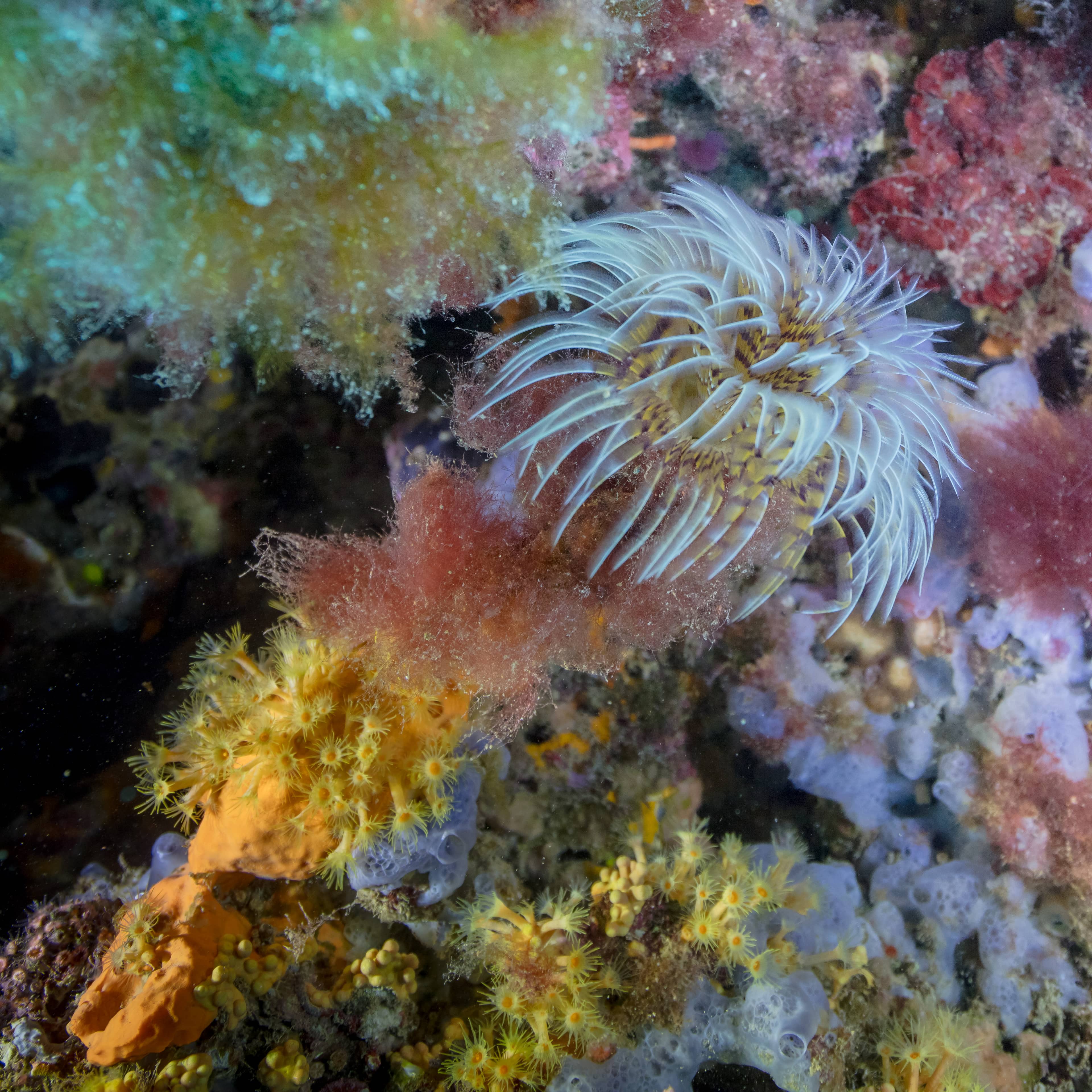 Verme marino sabellide con apparato branchiale a ventaglio, simile alla nuova specie Myxicola albertoangelai
