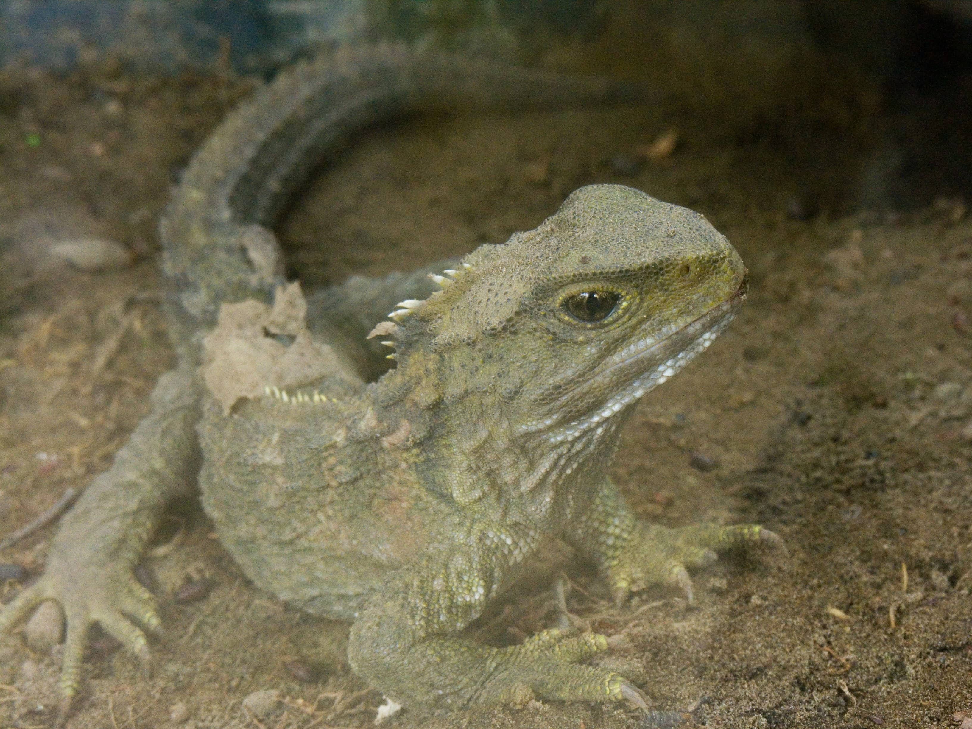 Un tuatara (Sphenodon punctatus) fotografato in Nuova Zelanda, con la cresta dorsale spinosa e il corpo simile a una lucertola robusta