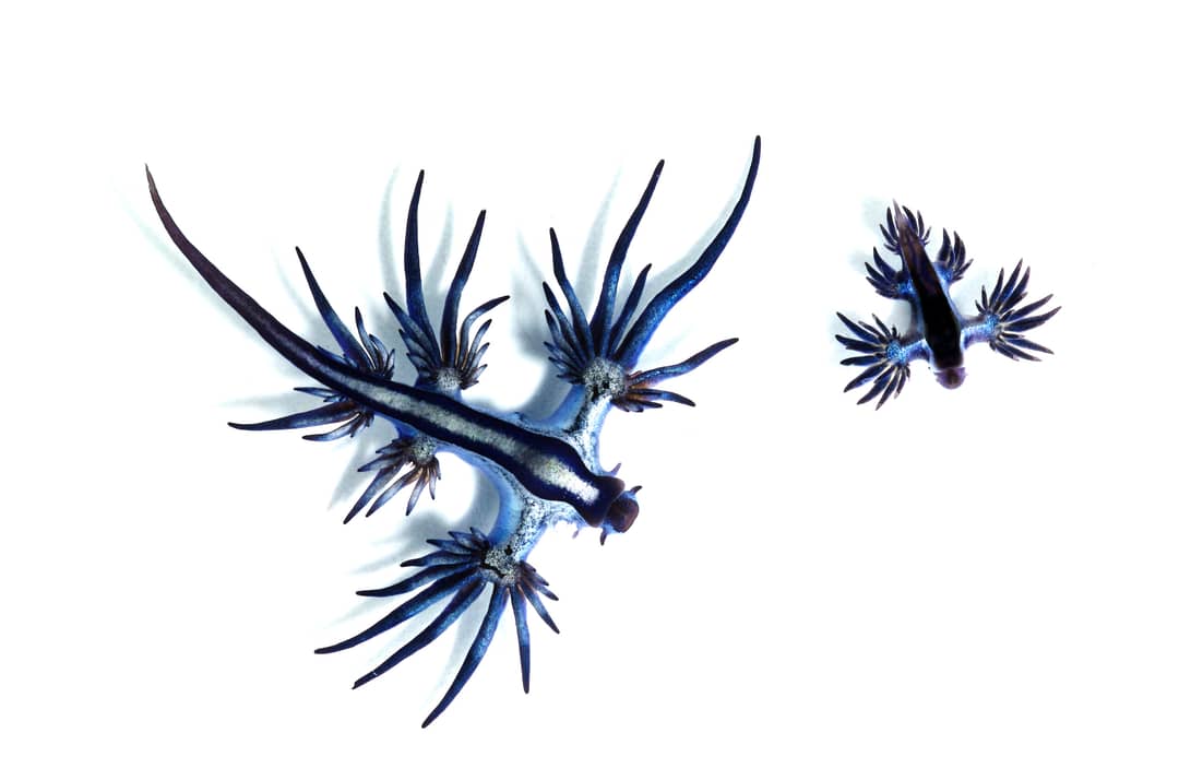 Glaucus atlanticus, il drago blu di mare, galleggia sulla superficie dell'oceano