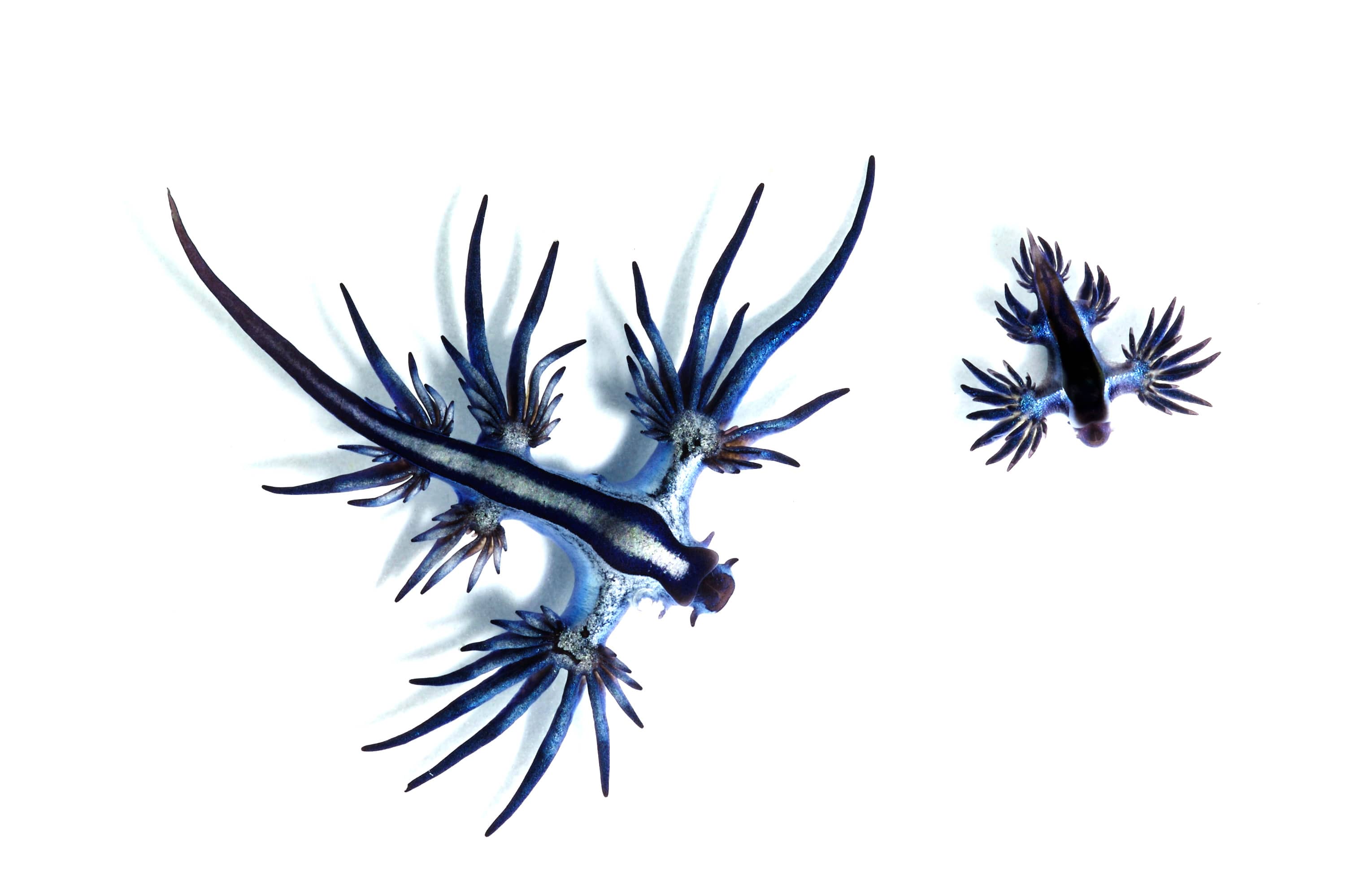 Glaucus atlanticus, il drago blu di mare, galleggia capovolto sulla superficie dell'oceano