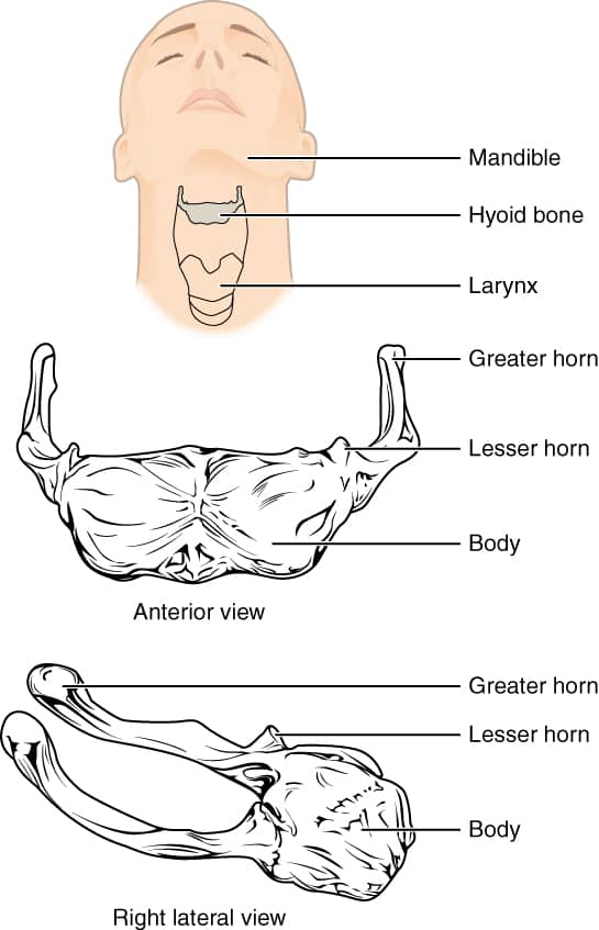 Illustrazione anatomica dell'osso ioide a forma di U