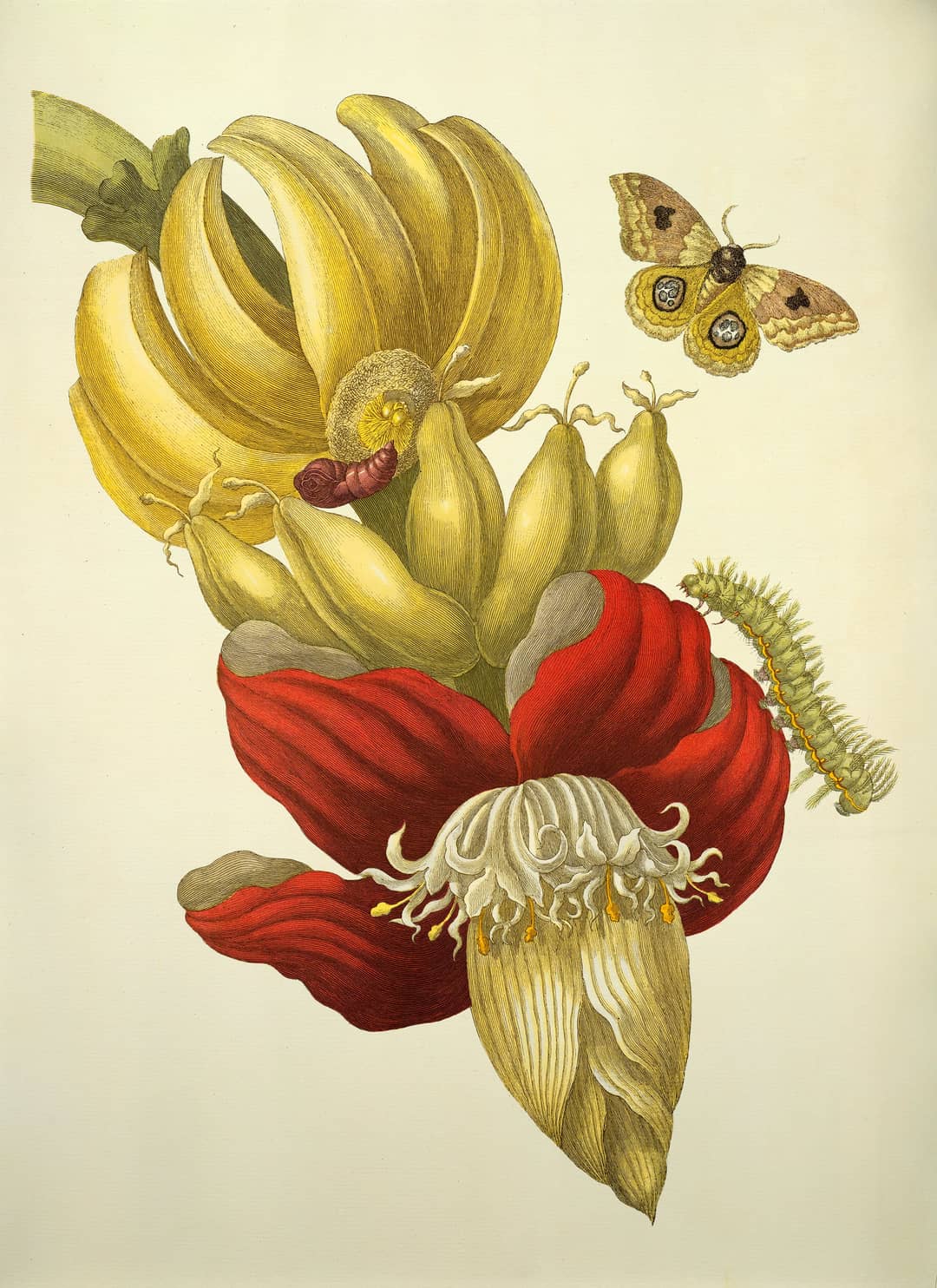 Tavola di Maria Sibylla Merian con fiore e frutto di banana e farfalle