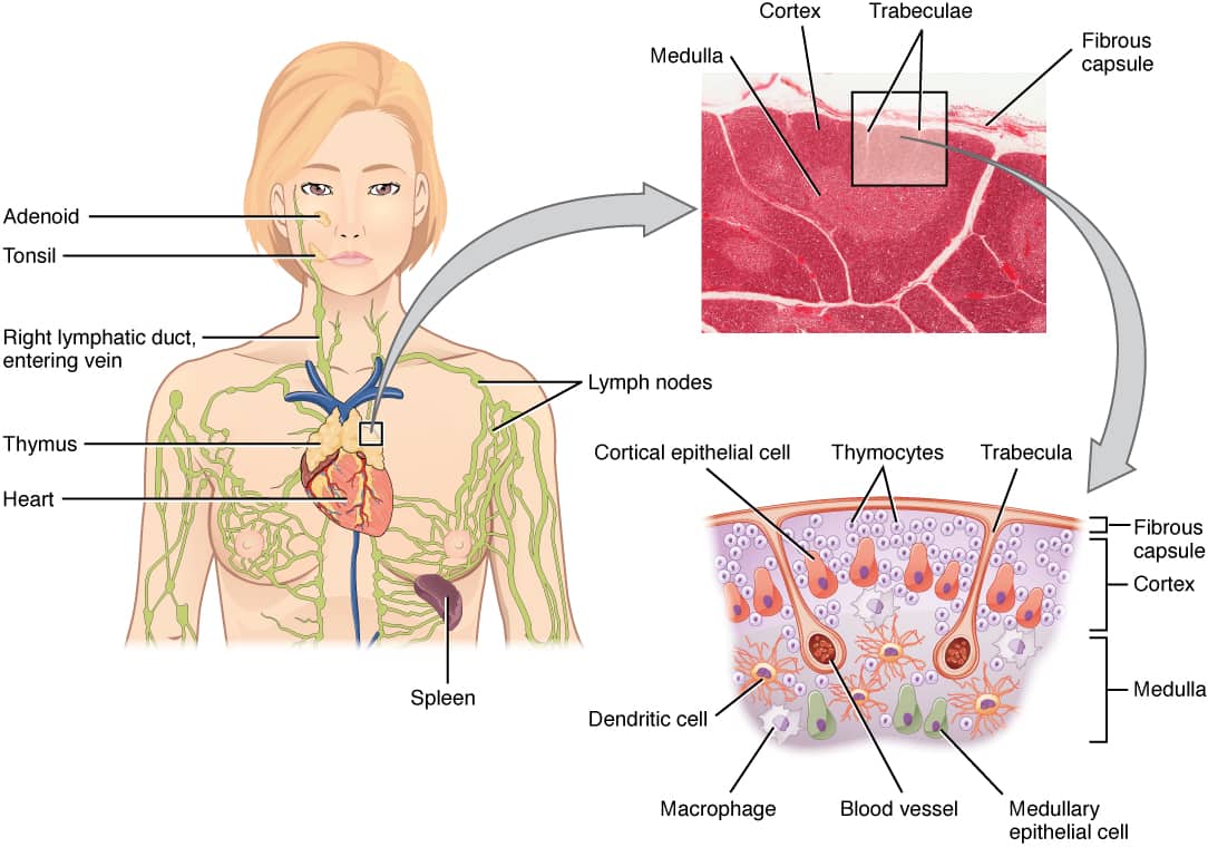 Schema anatomico del timo nel torace con dettaglio istologico della corticale e della midollare