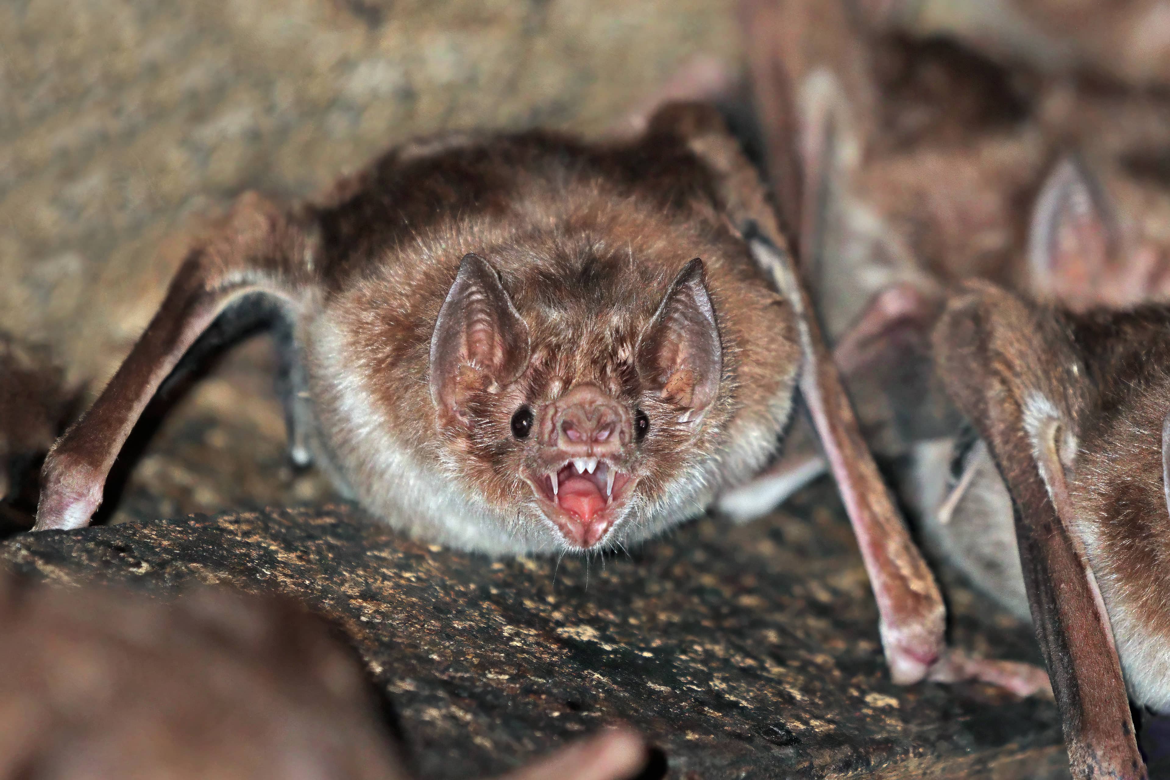 Pipistrello vampiro comune (Desmodus rotundus) fotografato da vicino