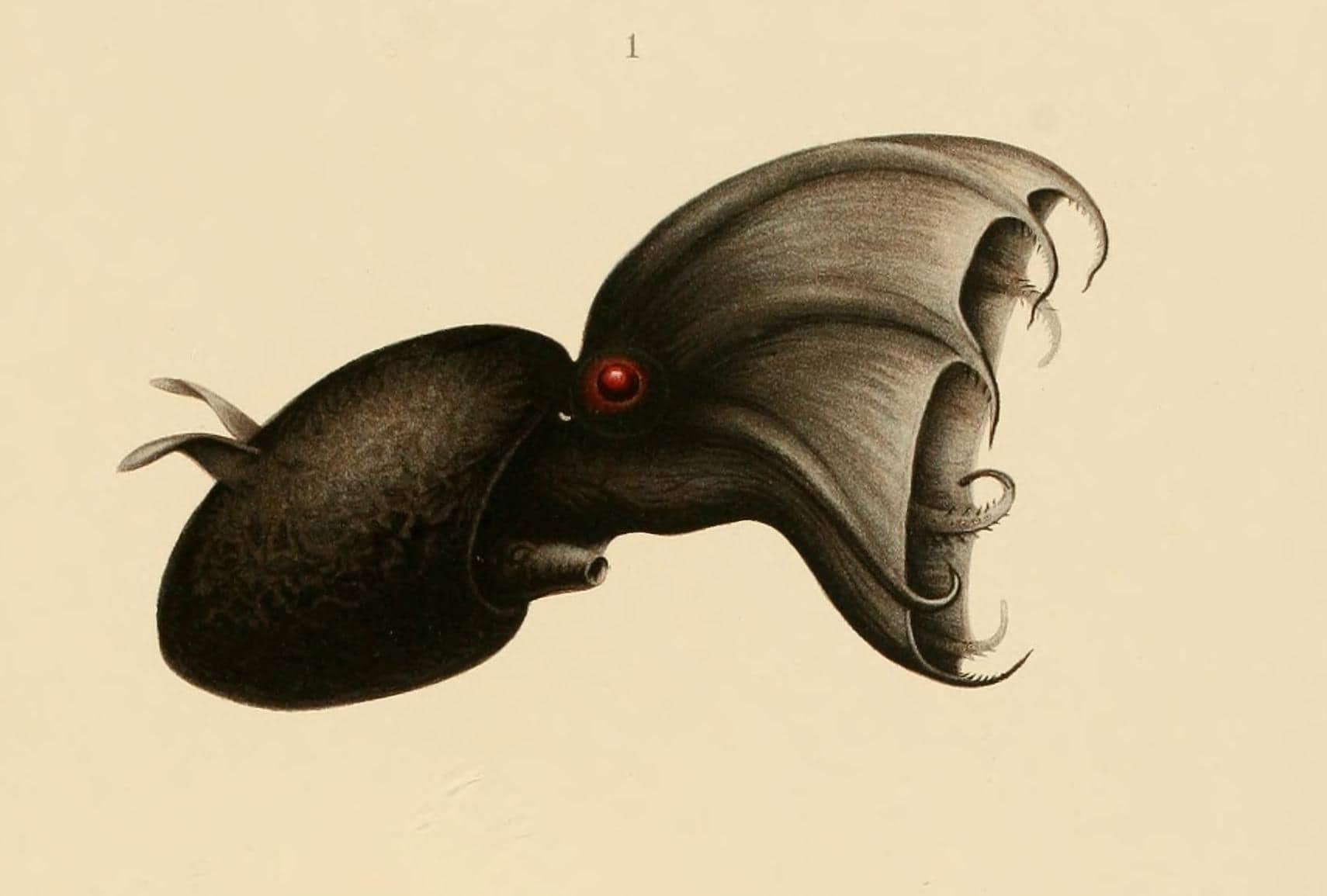 Illustrazione storica del 1910 di Carl Chun che mostra Vampyroteuthis infernalis, il calamaro vampiro