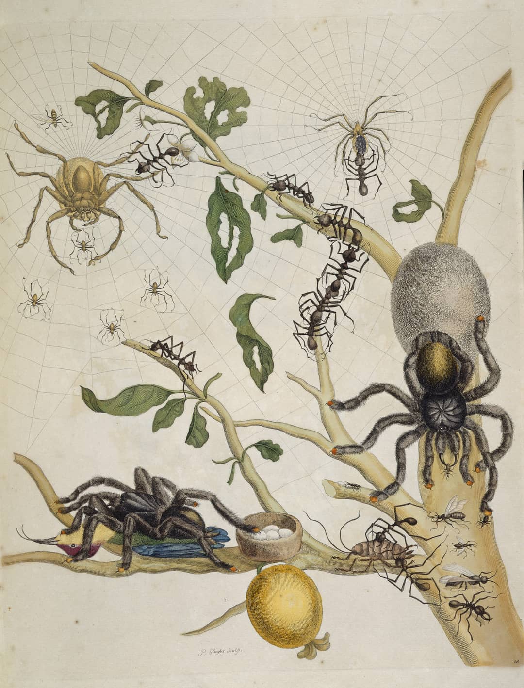 Tavola con ragni e tarantola che divora un uccello, di Maria Sibylla Merian