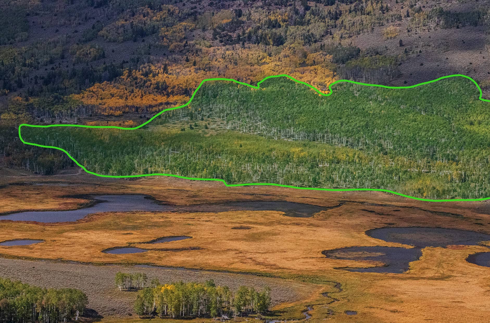 Veduta aerea di Pando, la foresta clonale di pioppi tremuli nello Utah che è un unico organismo vivente