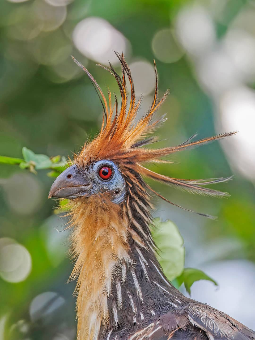 Primo piano della testa di un hoatzin, con cresta arruffata, faccia azzurra e occhio rosso