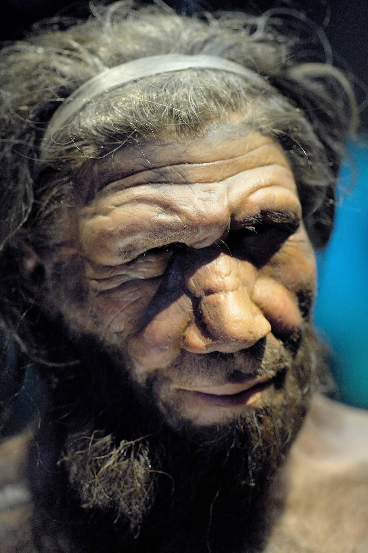 Ricostruzione del volto di un uomo di Neanderthal esposta al Natural History Museum di Londra