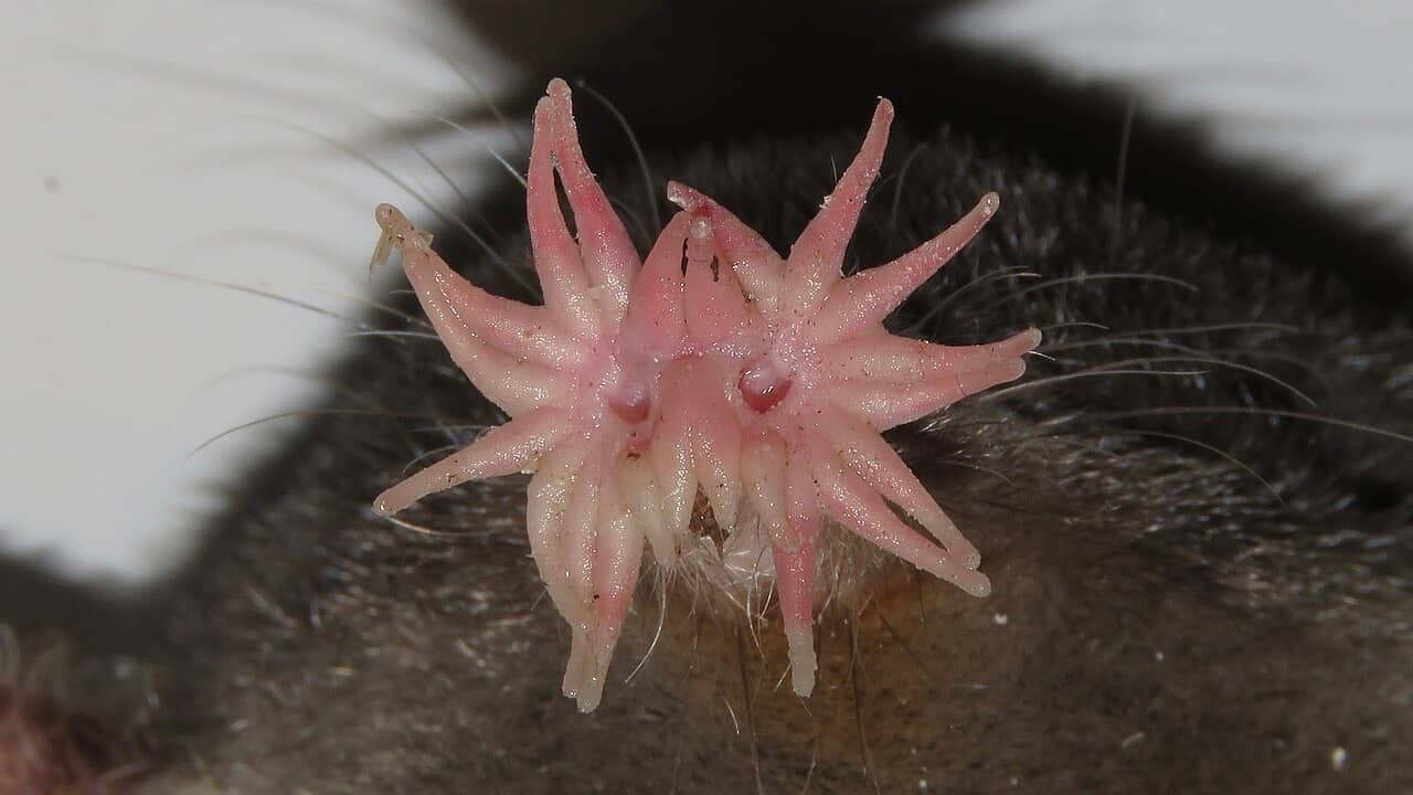 Talpa dal muso stellato con la caratteristica corona di 22 appendici rosa attorno al naso