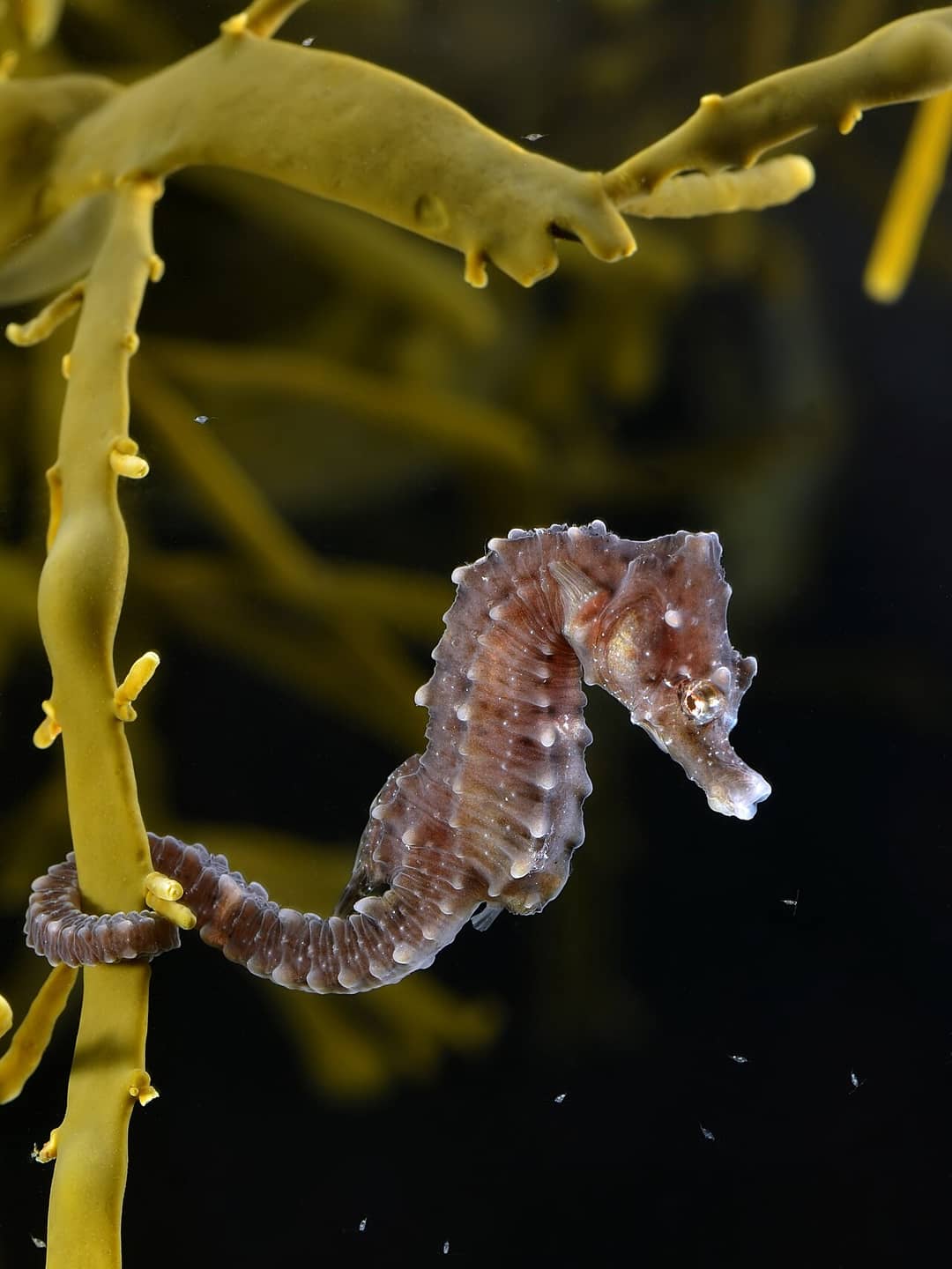 Esemplare di cavalluccio marino del genere Hippocampus ancorato con la coda prensile