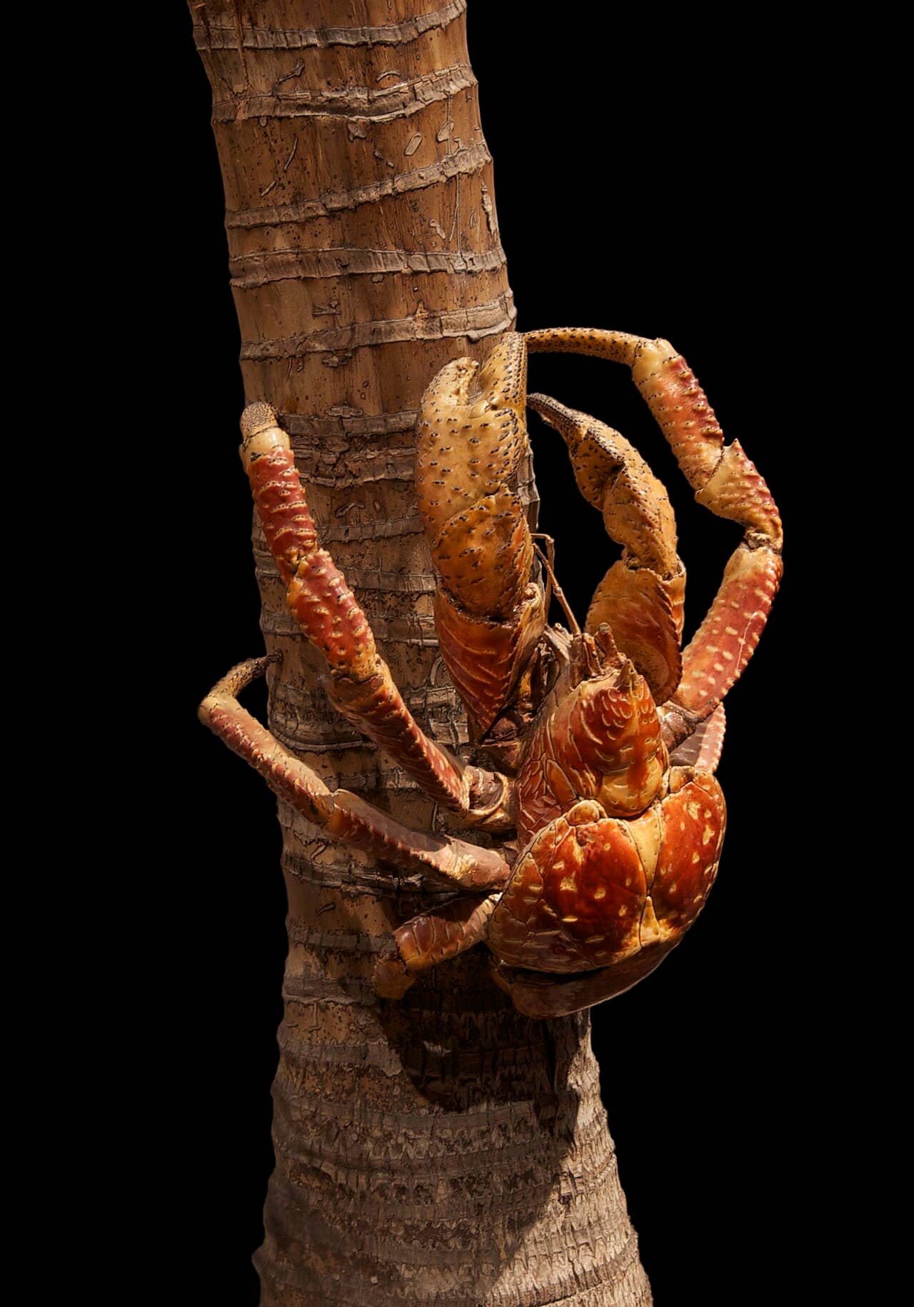 Un granchio del cocco (Birgus latro) dal carapace bluastro fotografato a terra tra le foglie
