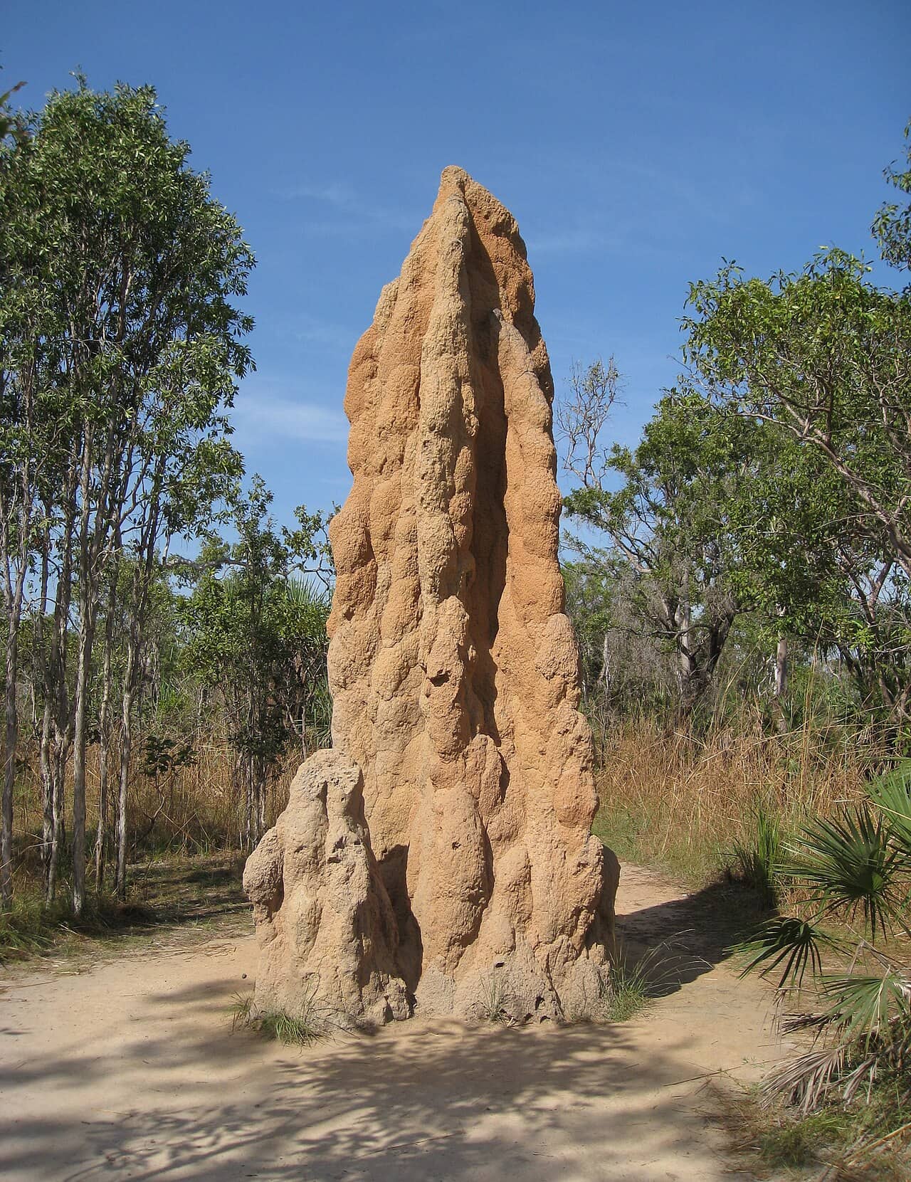 Alto termitaio a forma di cattedrale nella savana australiana