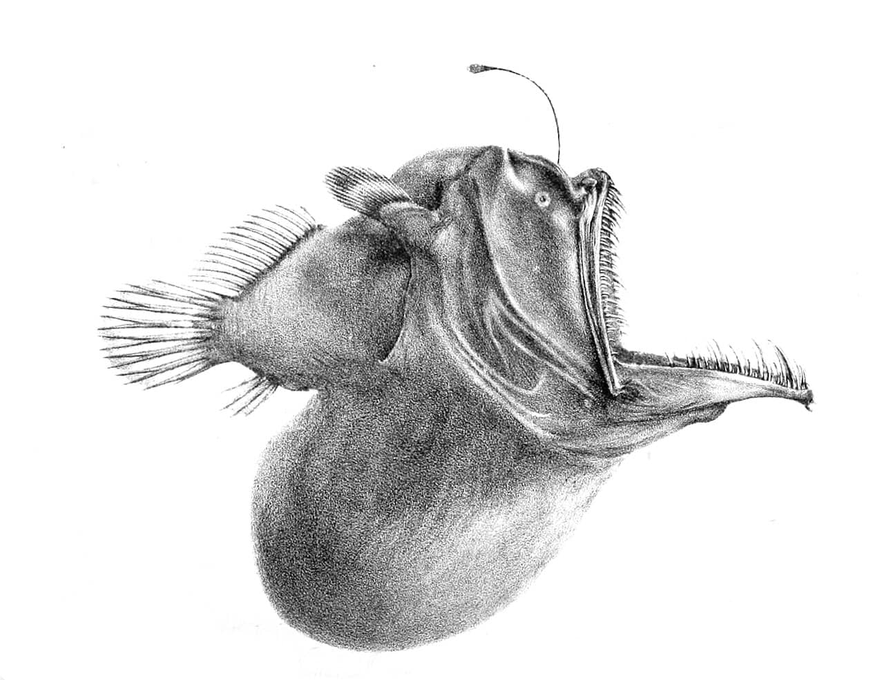 Illustrazione di una rana pescatrice abissale del genere Melanocetus con la sua esca luminosa