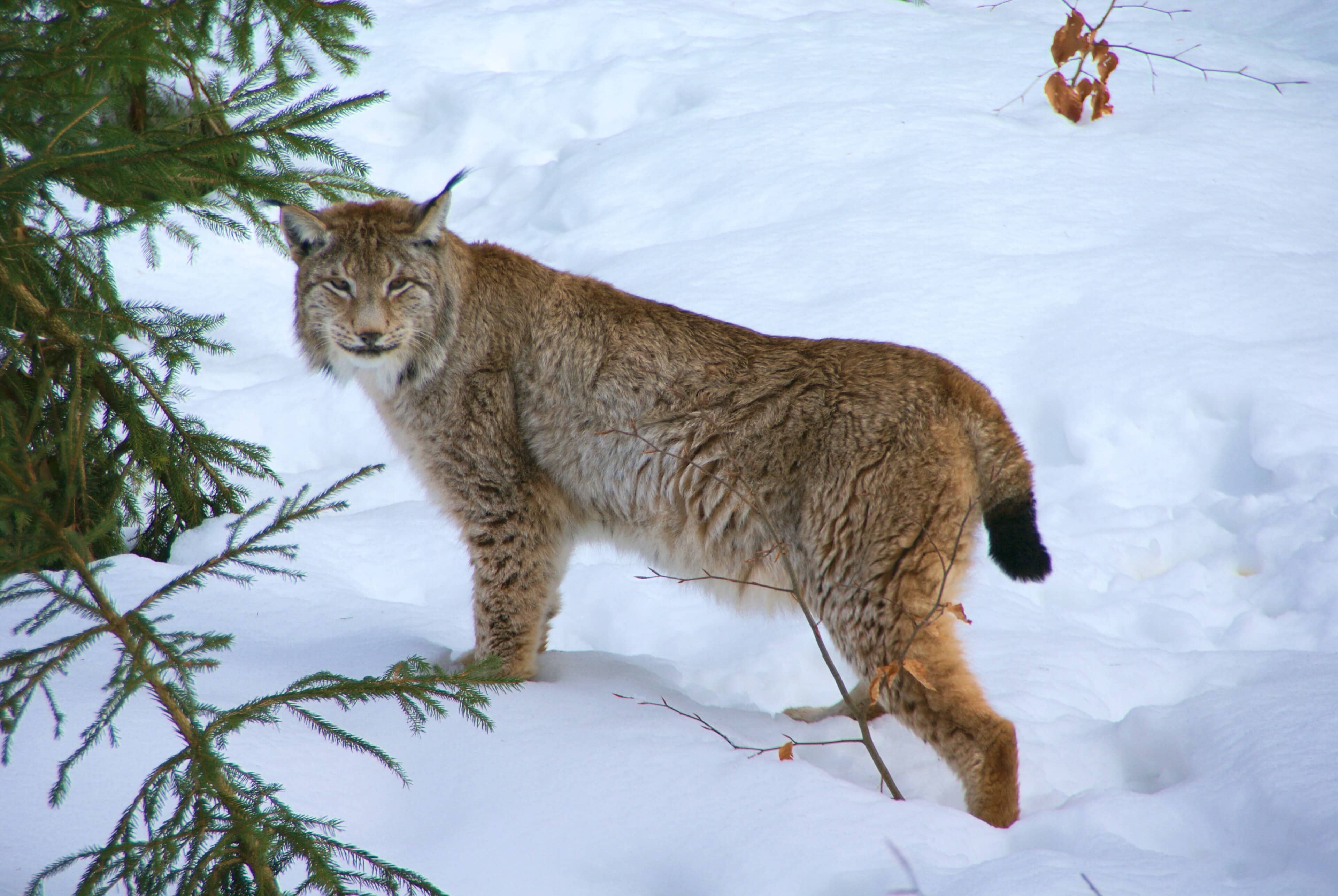 Lince eurasiatica che cammina in un bosco alpino, simbolo del ritorno della specie in Italia