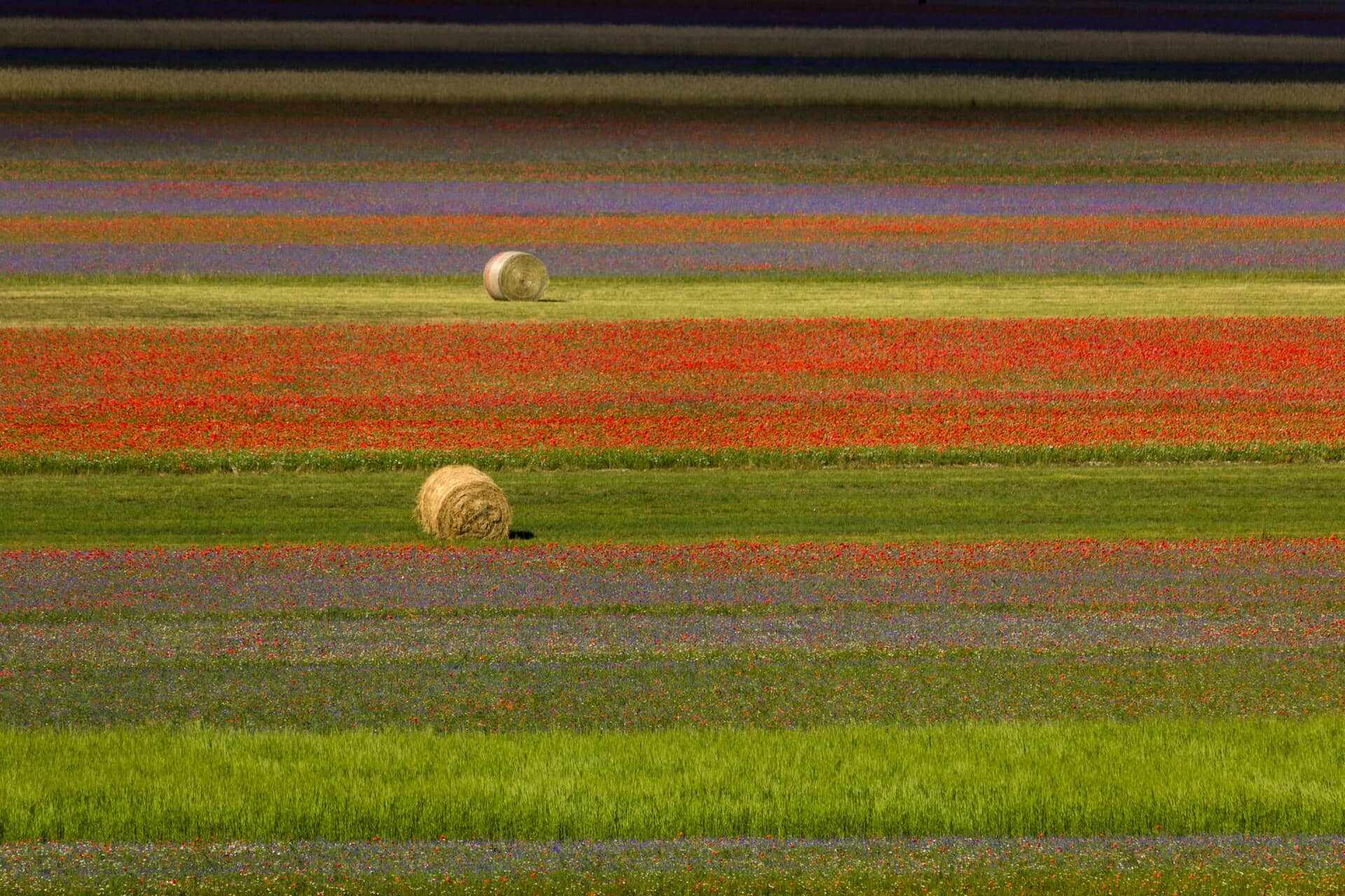 La fioritura di Castelluccio di Norcia con il borgo e i campi colorati del Pian Grande