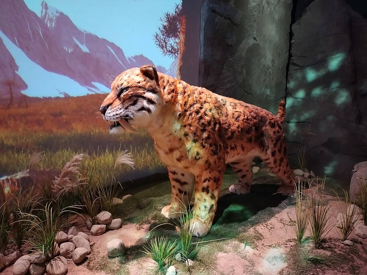 Modello a grandezza naturale di un felino dai denti a sciabola con le lunghe zanne in mostra
