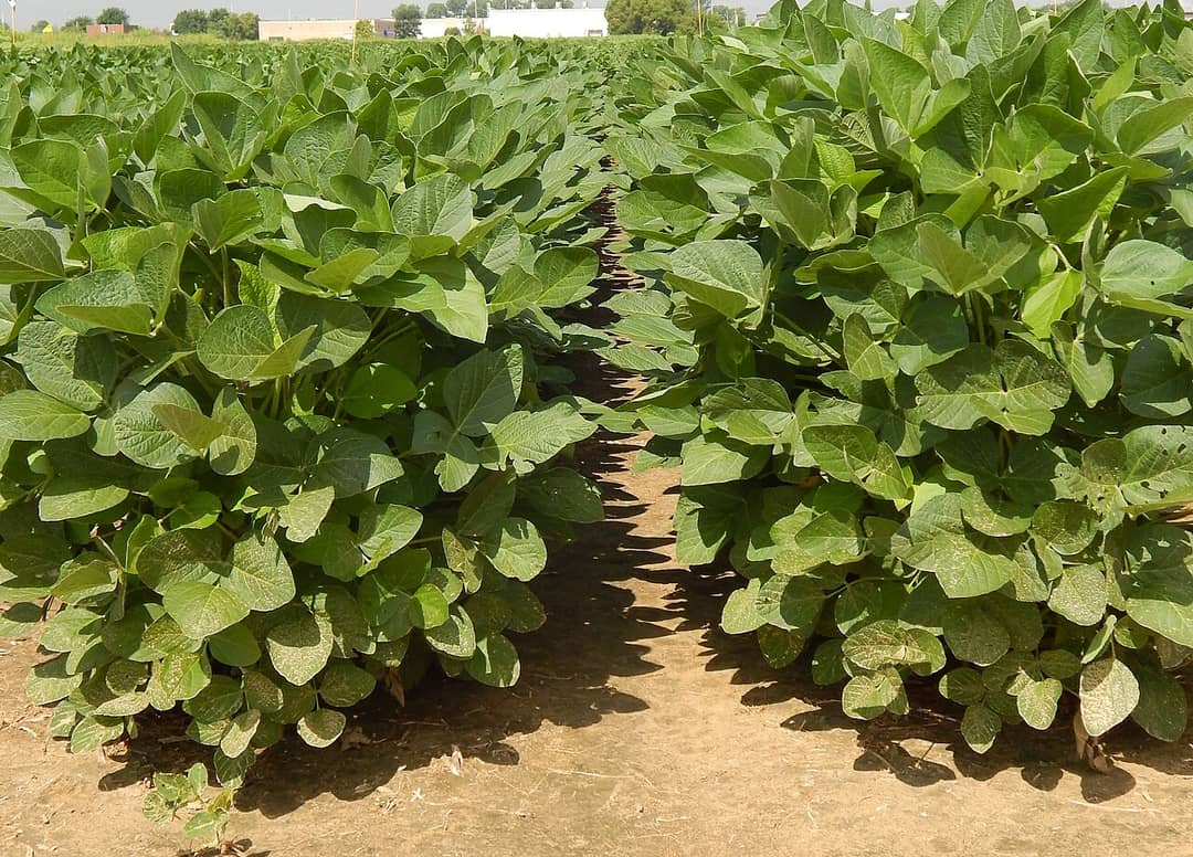 Campo di piante di soia, materia prima dei composti sintetizzati da Julian