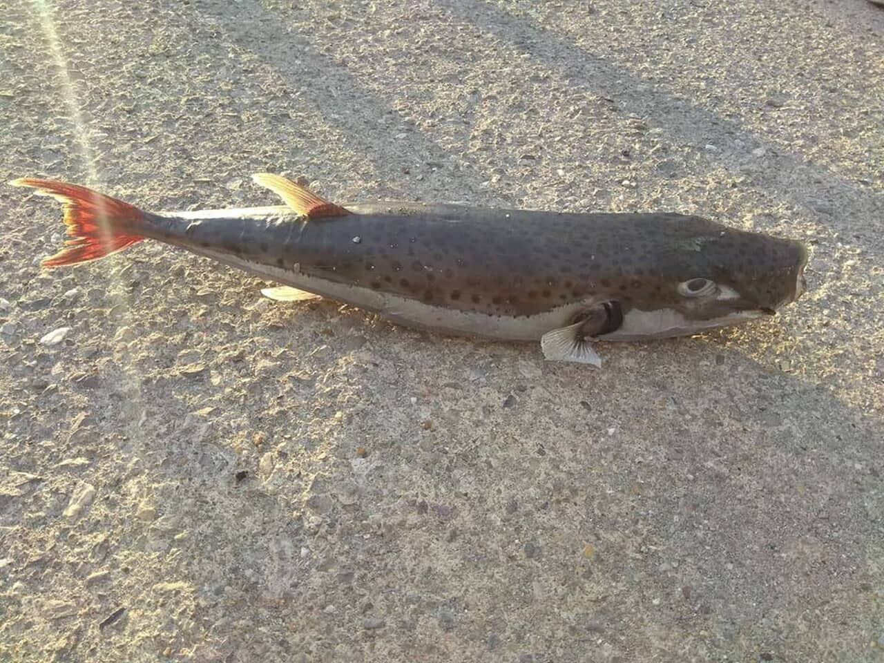 Esemplare di pesce palla maculato (Lagocephalus sceleratus) pescato al largo di Koroni, in Grecia