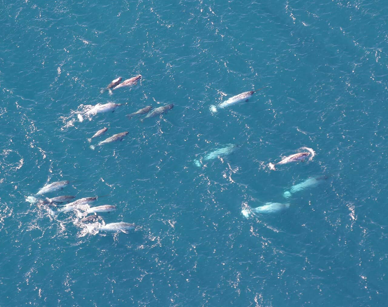 Gruppo di narvali in superficie tra i ghiacci artici con le lunghe zanne
