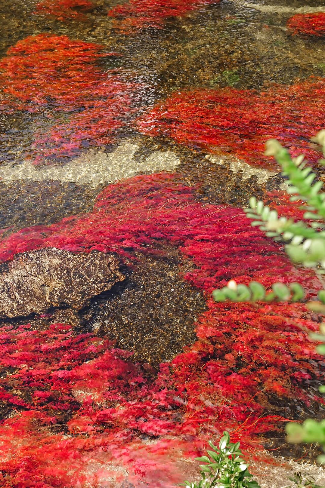 Primo piano della pianta acquatica rossa Macarenia clavigera aggrappata alle rocce del fiume