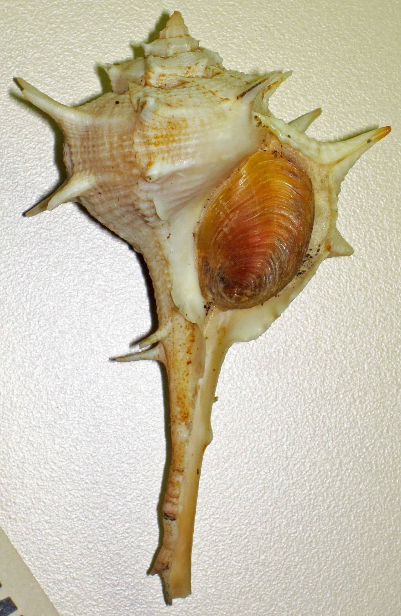 Murice Bolinus brandaris, la lumaca di mare da cui si estraeva la porpora di Tiro