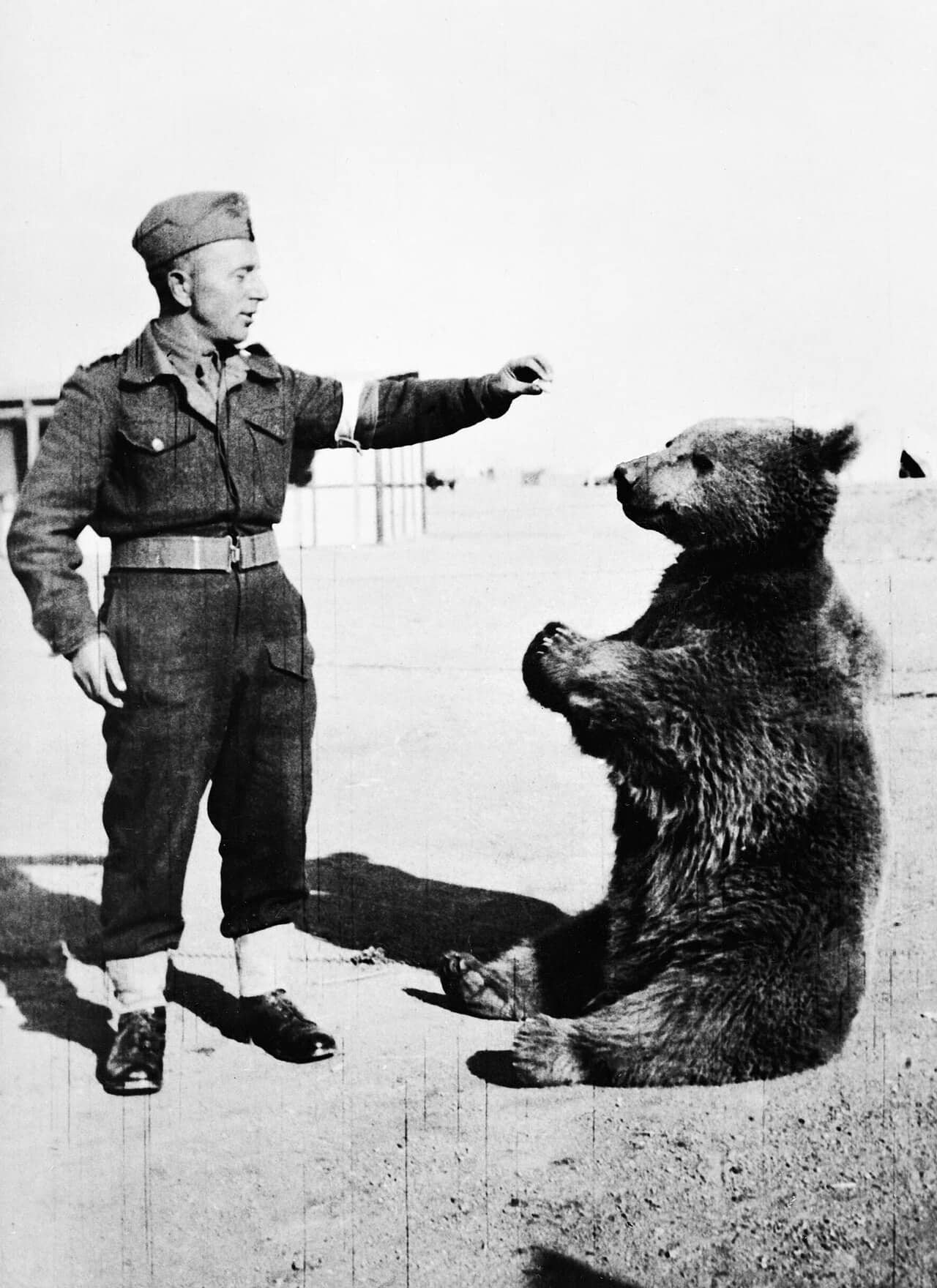 Wojtek, l'orso soldato della 22ª Compagnia polacca