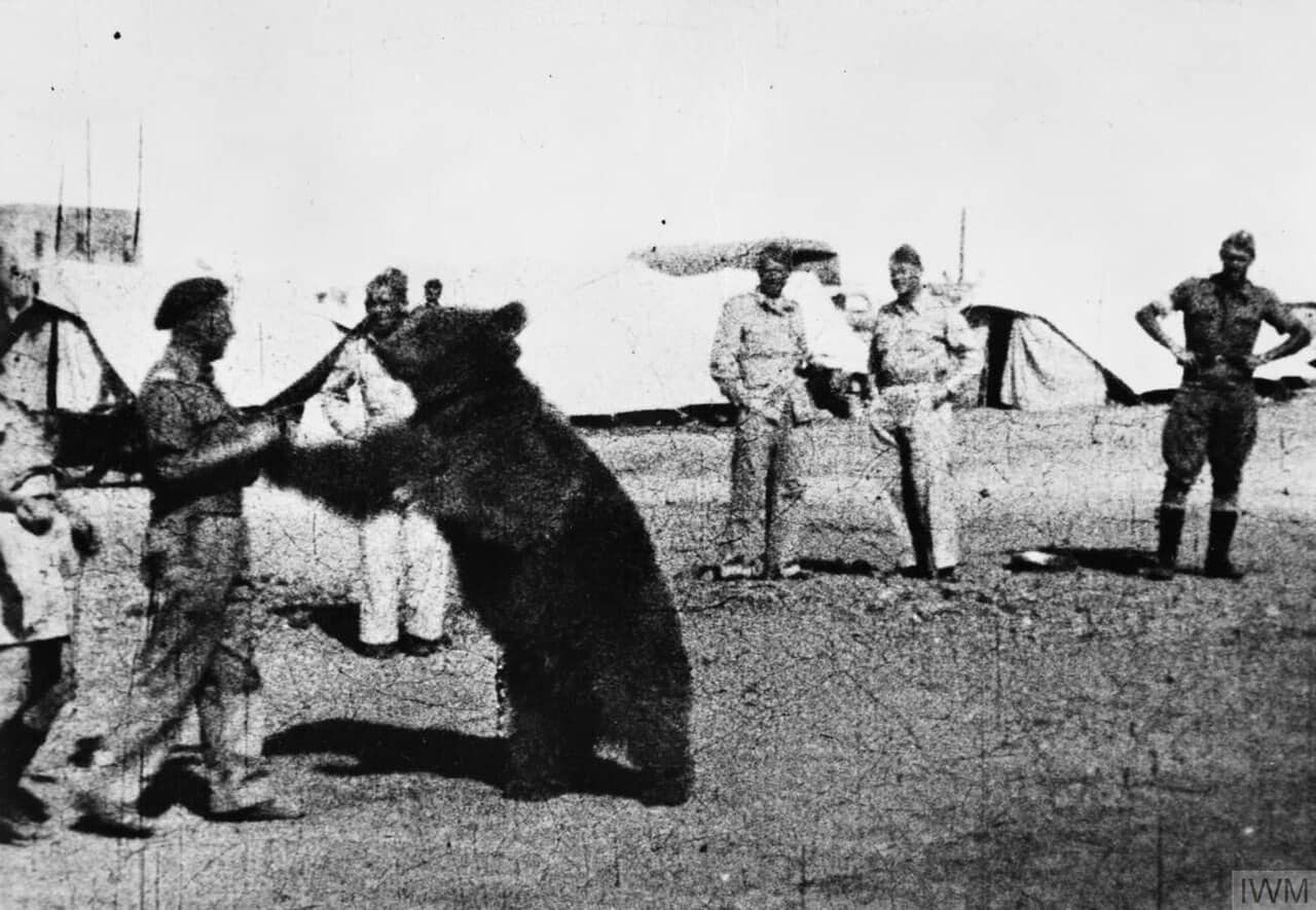 Soldati della 22ª Compagnia polacca guardano un commilitone lottare amichevolmente con l'orso Wojtek