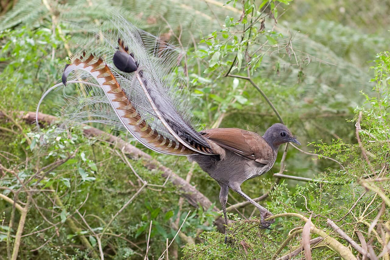 Uccello lira superbo nel sottobosco di una foresta australiana