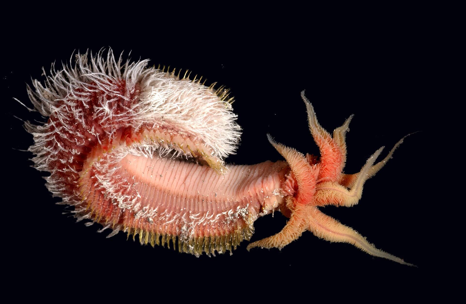 Esemplare di verme policheta Alvinella pompejana fotografato su sfondo nero