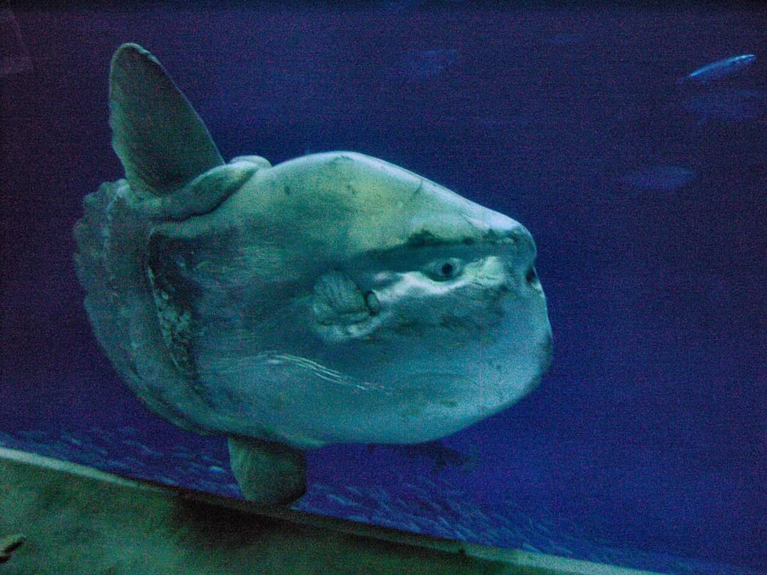 Pesce mola fotografato in acquario, con il clavus ondulato visibile al posto della coda