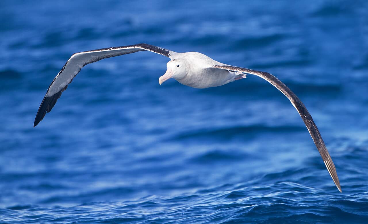 Albatro urlatore in volo sopra l'oceano al largo della Tasmania con le grandi ali distese