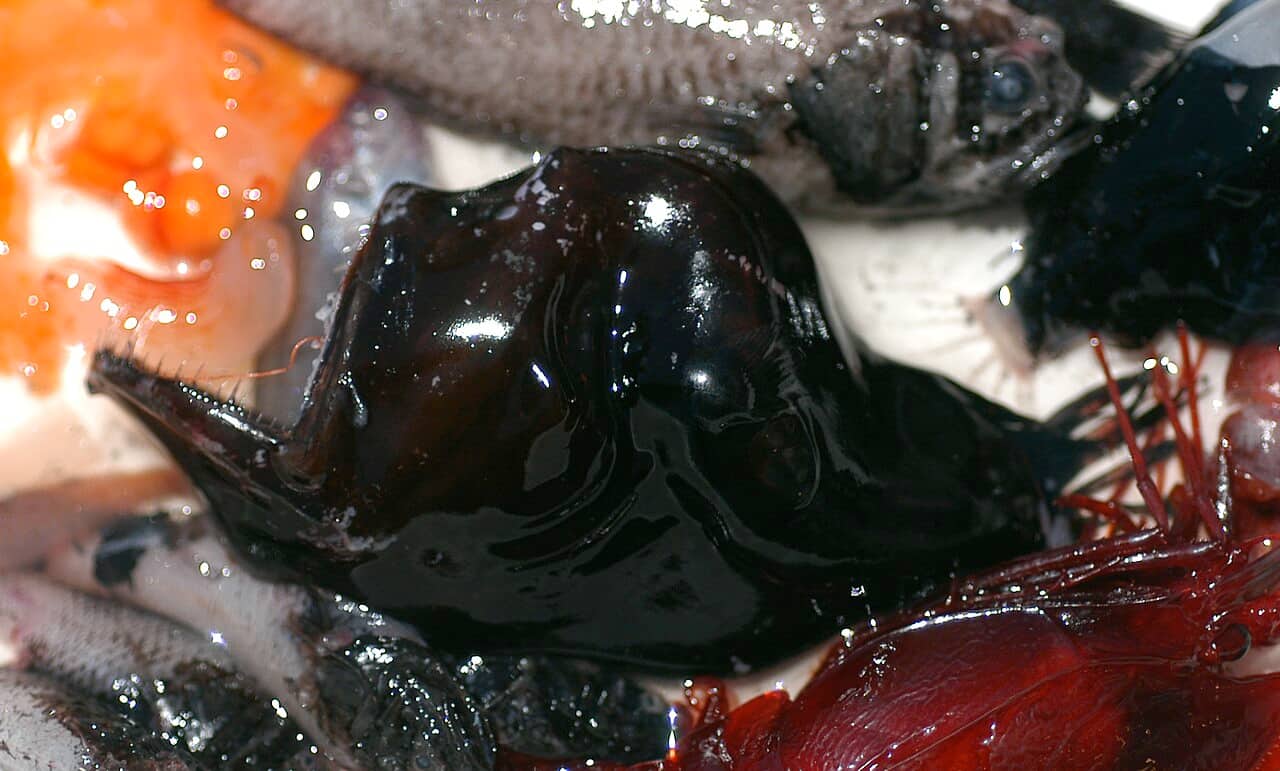 Femmina di pesce rospo abissale Melanocetus johnsonii con bocca dentata ed esca luminosa