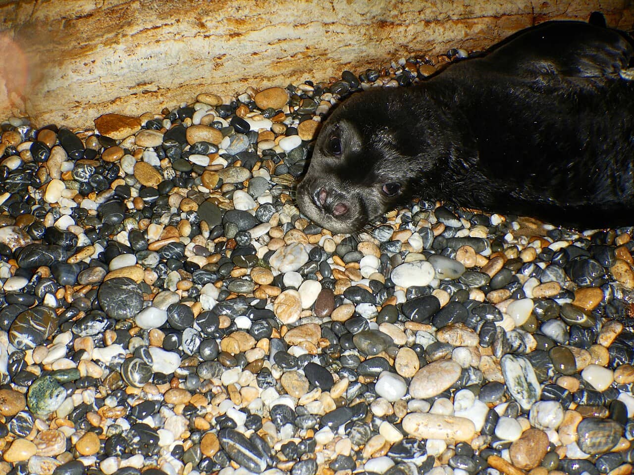Esemplare di foca monaca mediterranea (Monachus monachus) in acqua
