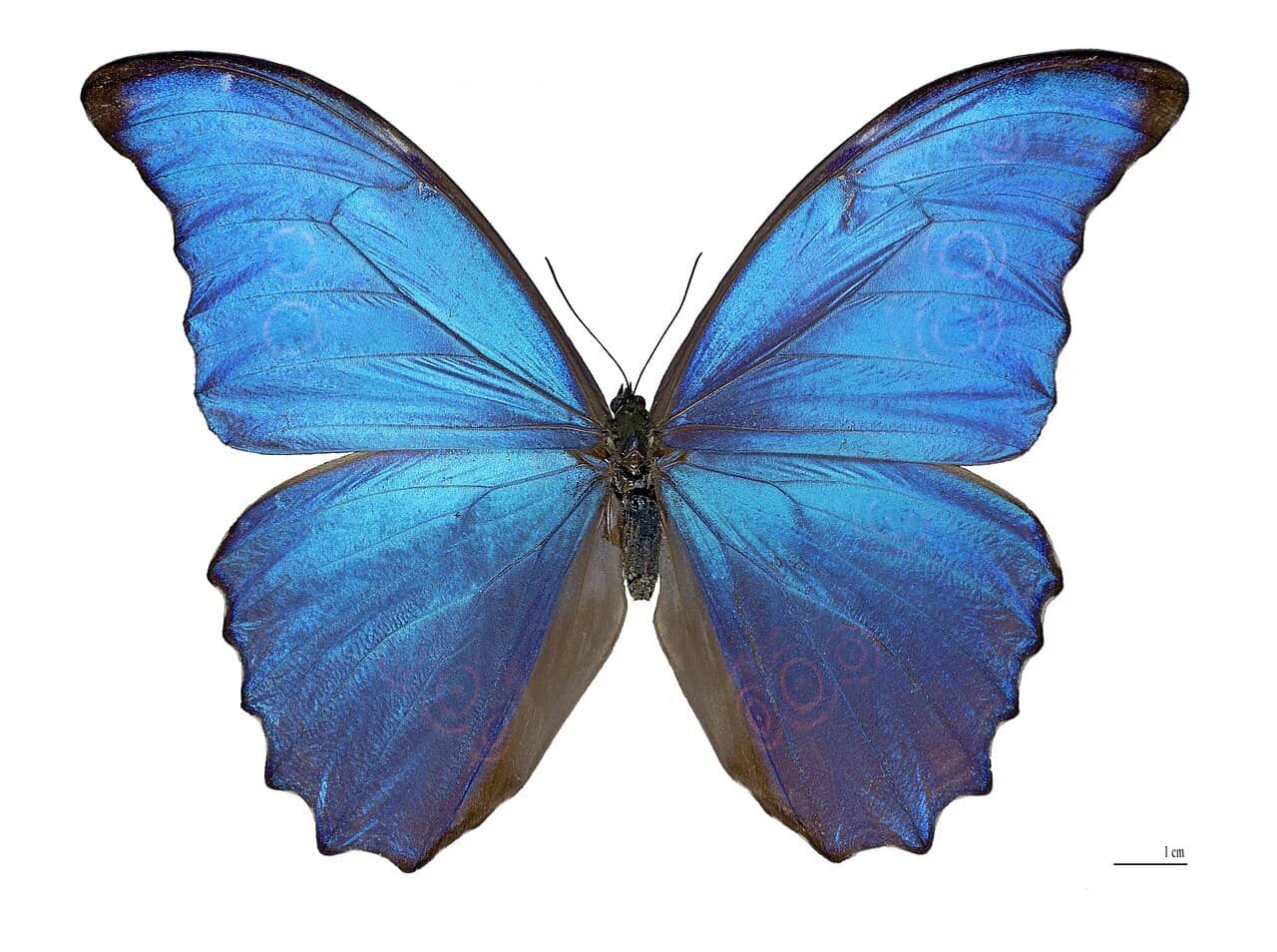 Ali blu iridescenti di una farfalla Morpho didius