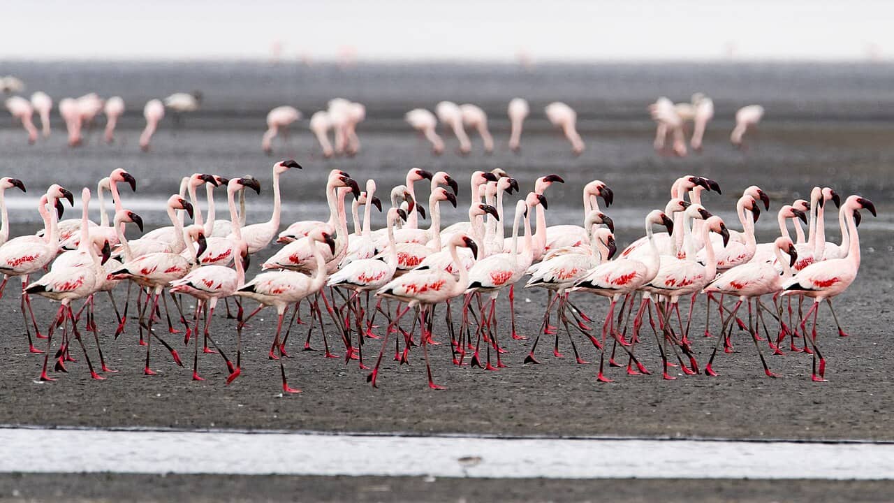 Fenicotteri sulle acque rossastre del Lago Natron in Tanzania